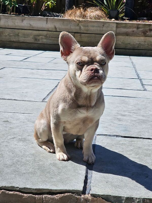 French bulldog newshade isabella and tan female 12 months old for sale in Rochdale, Greater Manchester - Image 3