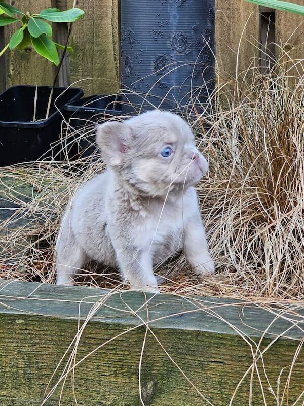 French Bulldog puppies for sale in Rochdale, Greater Manchester – KC registered, 9 weeks old - Image 2 of 5