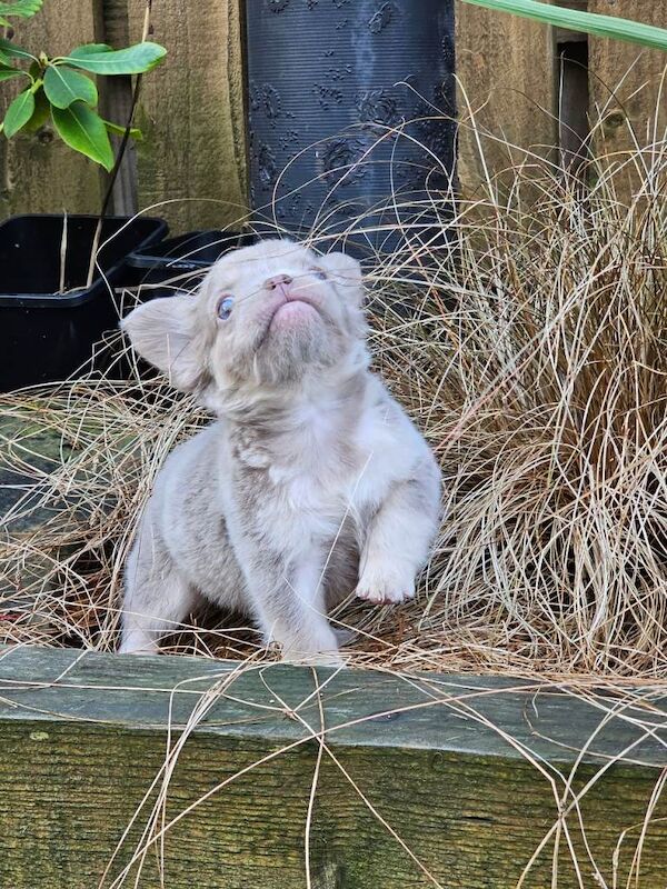 French Bulldog puppies for sale in Rochdale, Greater Manchester – KC registered, 9 weeks old - Image 3 of 5