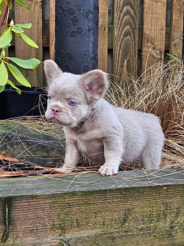 French Bulldog puppies for sale in Rochdale, Greater Manchester – KC registered, 9 weeks old - Image 5 of 5