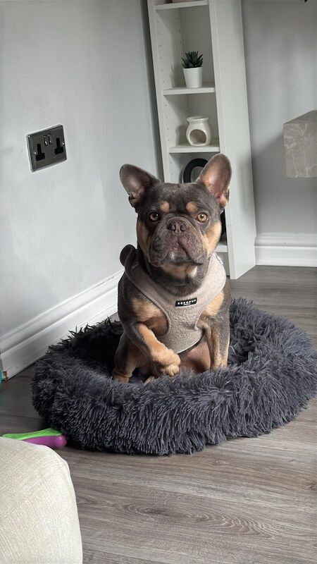 French Bulldog puppies for sale in Sandbach, Cheshire – KC registered, 4 years old