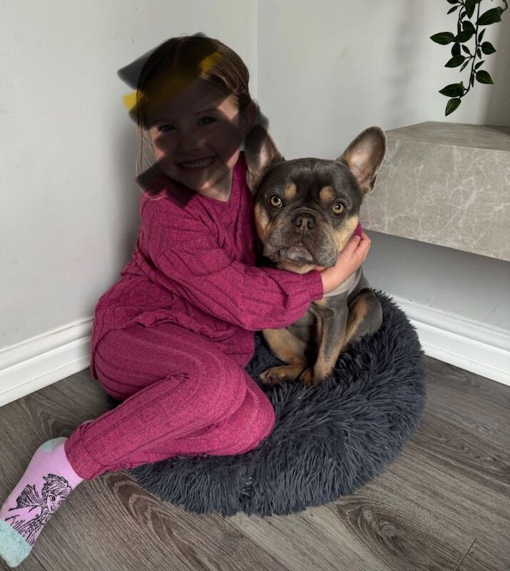 French Bulldog puppies for sale in Sandbach, Cheshire – KC registered, 4 years old - Image 2 of 3