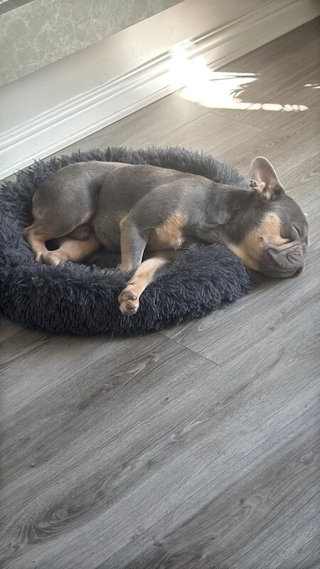 French Bulldog puppies for sale in Sandbach, Cheshire – KC registered, 4 years old - Image 3 of 3