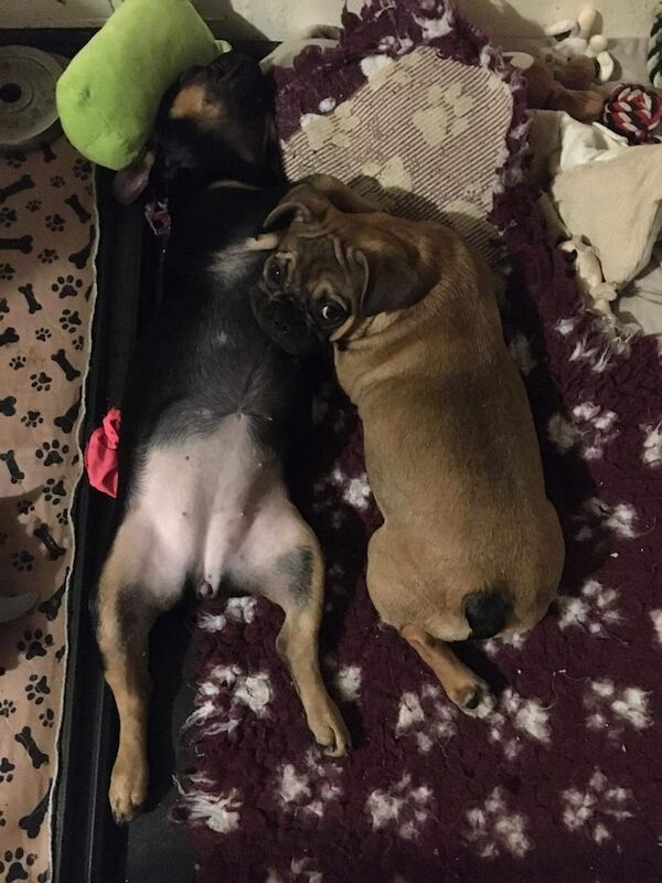 French Bulldog puppies for sale in Dalkeith, Midlothian – 11 months old - Image 1 of 3