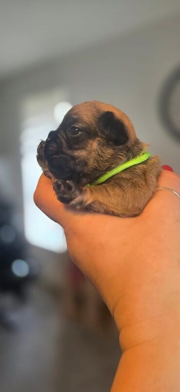 French Bulldog puppies for sale in Dalkeith, Midlothian – 11 months old - Image 2 of 3