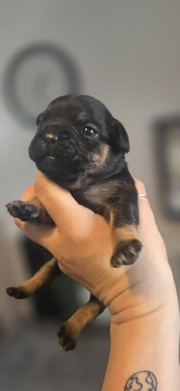 French Bulldog puppies for sale in Dalkeith, Midlothian – 11 months old - Image 3 of 3