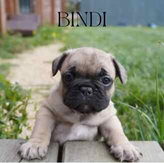 French bulldog pedigree puppies for sale in Ainsworth, Greater Manchester | Image 2