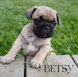 French bulldog pedigree puppies for sale in Ainsworth, Greater Manchester | Image 3