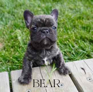 French bulldog pedigree puppies for sale in Ainsworth, Greater Manchester | Image 4