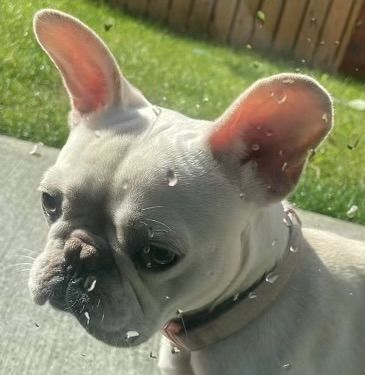 French Bulldog pending collection for sale in Ballymena, County Antrim