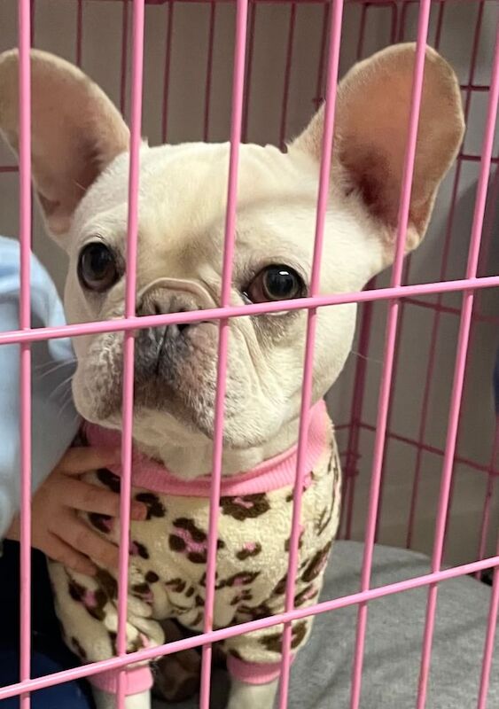 French Bulldog pending collection for sale in Ballymena, County Antrim | Image 3