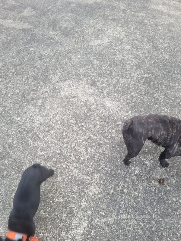 French Bulldog puppies for sale in Strabane, County Tyrone – 3 months old