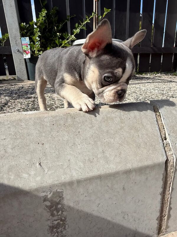 French Bulldog puppies for sale in Newtownards, County Down – 11 weeks old