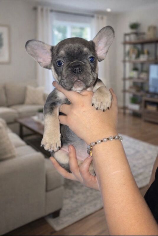 French Bulldog puppies for sale in Newcastle upon Tyne, Tyne and Wear – 8 weeks old