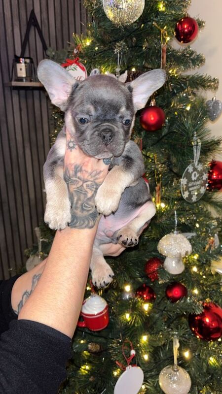 French Bulldog puppies for sale in Newcastle upon Tyne, Tyne and Wear – 8 weeks old - Image 2 of 4