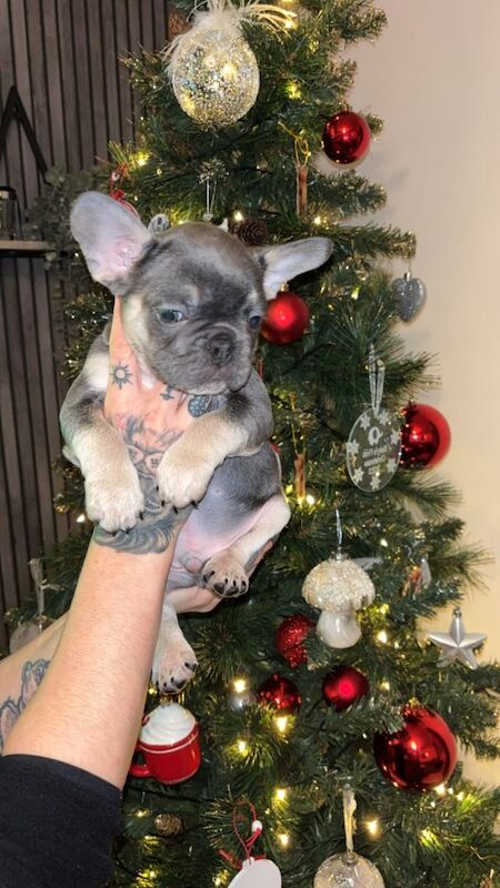 French Bulldog puppies for sale in Newcastle upon Tyne, Tyne and Wear – 8 weeks old - Image 3 of 4