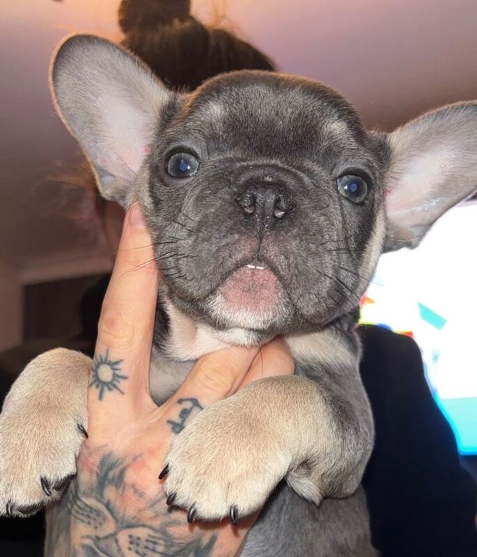 French Bulldog puppies for sale in Newcastle upon Tyne, Tyne and Wear – 8 weeks old - Image 4 of 4