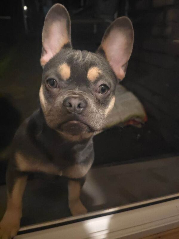 French Bulldog puppies for sale in Bridgend – 5 months old