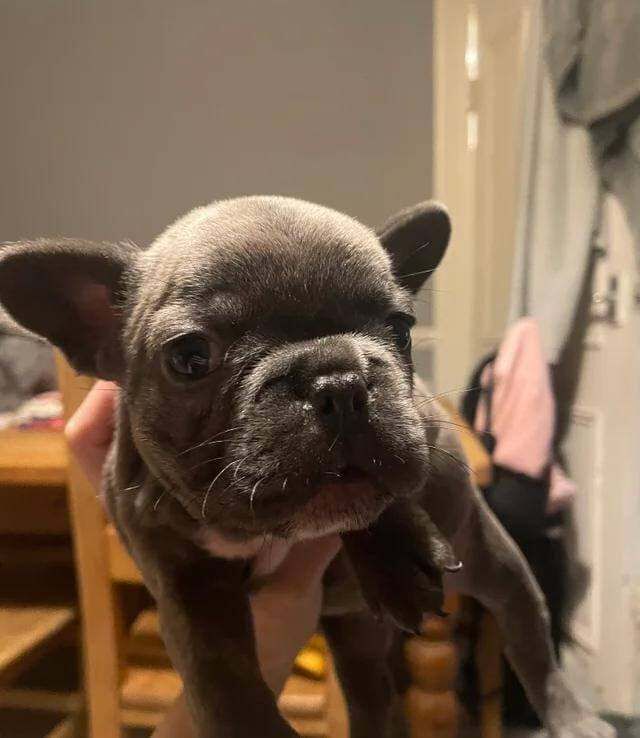 Kennel Club Registered French Bulldog Puppies For Sale