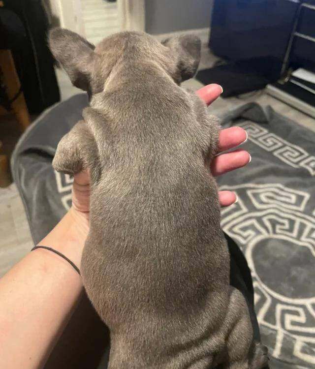 French Bulldog Pup - Image 2 of 3