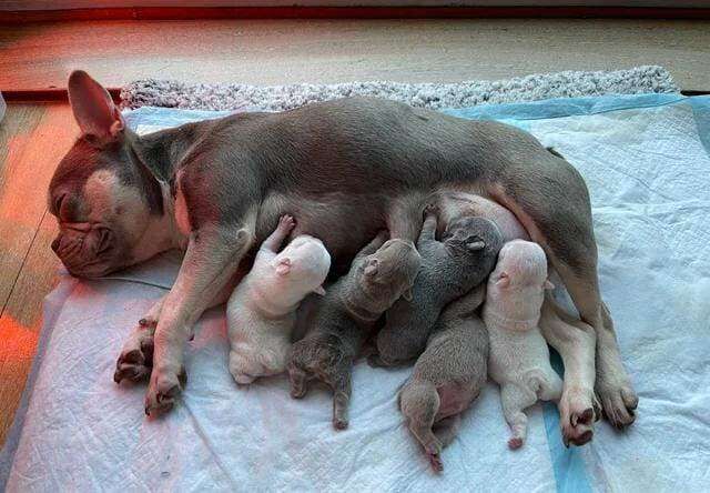 French Bulldog Pup - Image 3 of 3