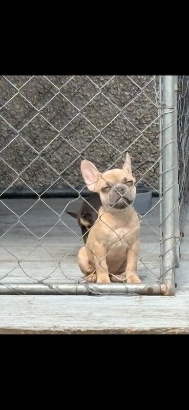 French bulldog pup - Image 5 of 6