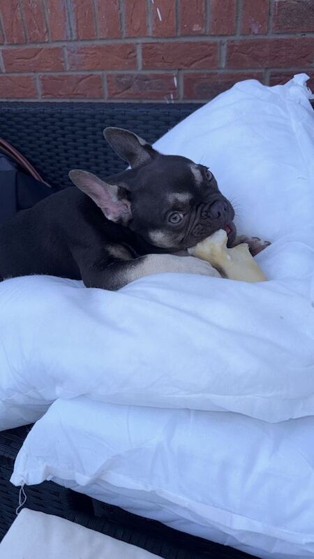 french bulldog pup last boy remaining - Image 5 of 6