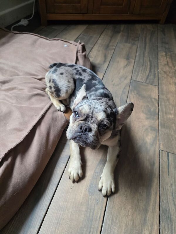 French Bulldog puppies for sale in Kingston upon Hull, East Riding of Yorkshire – 6 months old - Image 3 of 3