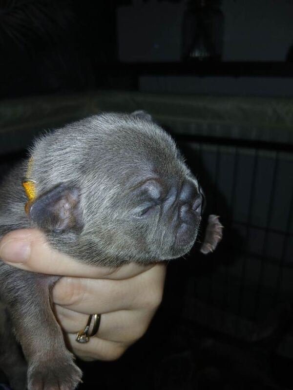 French Bulldog Puppies For Sale Under £1,000
