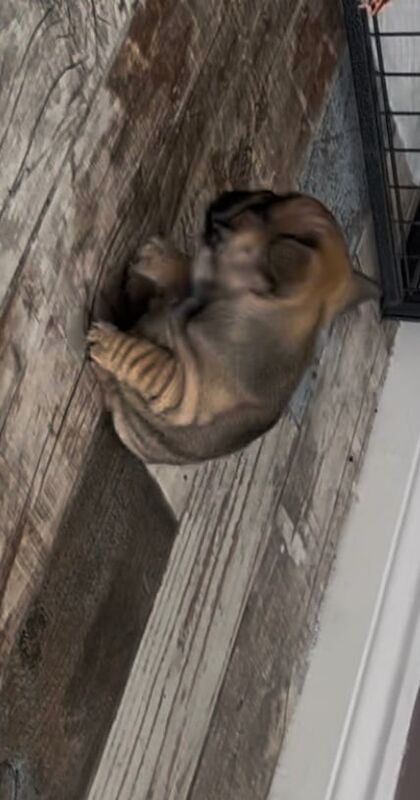 French bulldog pup ready now for sale in Coulby Newham, North Yorkshire
