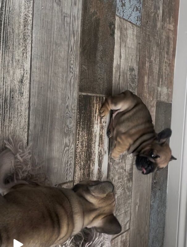 French bulldog pup ready now for sale in Coulby Newham, North Yorkshire | Image 2