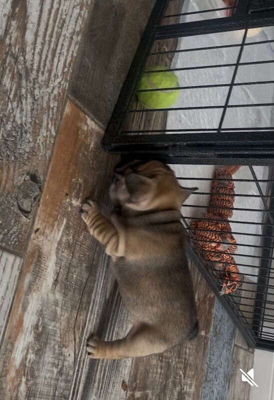 French bulldog pup ready now for sale in Coulby Newham, North Yorkshire | Image 3