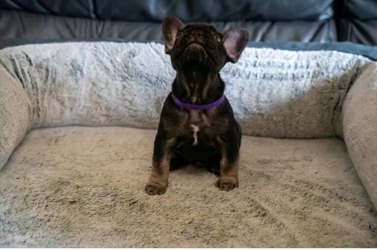 French bulldog puppie