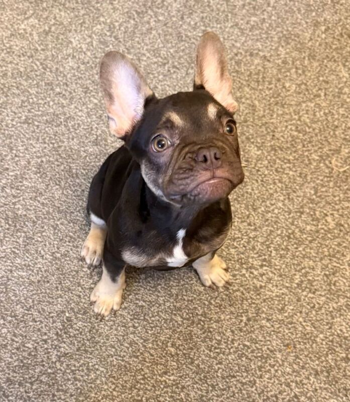 french bulldog puppies 2 boys and 1 girl