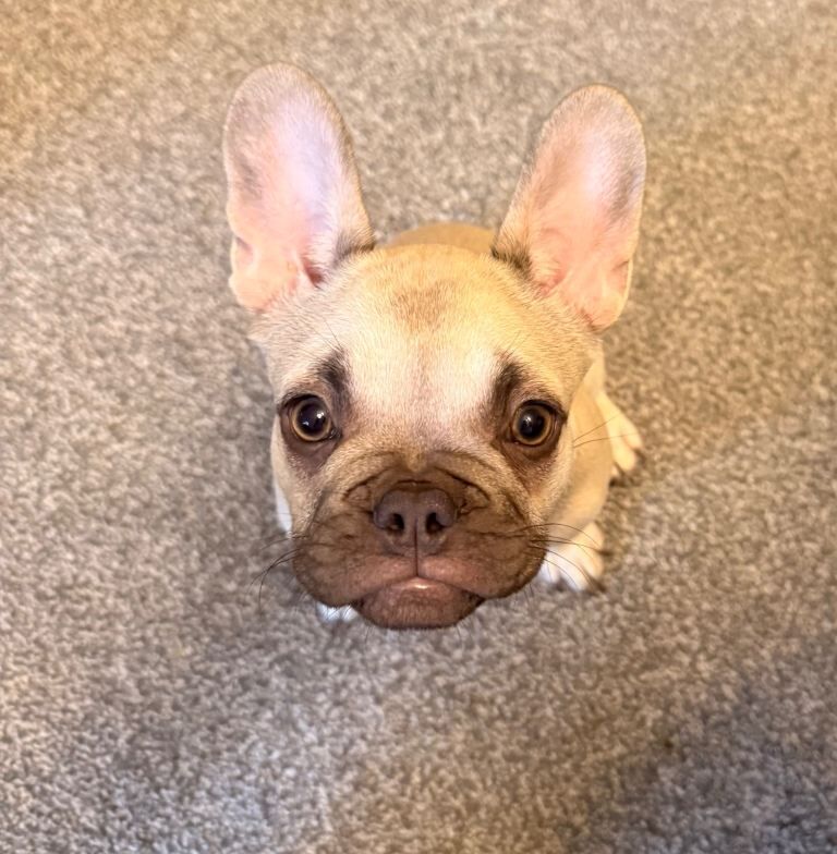 french bulldog puppies 2 boys and 1 girl - Image 2 of 4