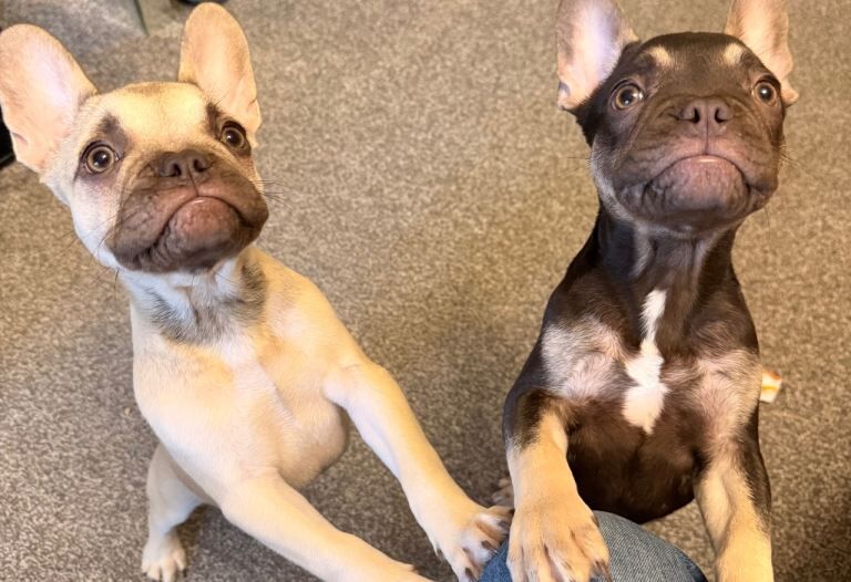 french bulldog puppies 2 boys and 1 girl - Image 3 of 4