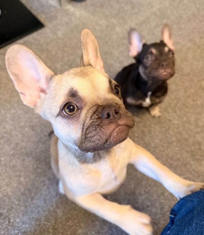 french bulldog puppies 2 boys and 1 girl - Image 4 of 4