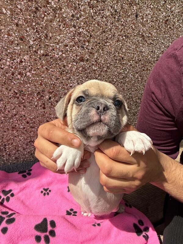 French Bulldog puppies for sale in Stanford-le-Hope, Essex – KC registered, 11 weeks old