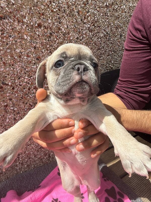 French Bulldog puppies for sale in Stanford-le-Hope, Essex – KC registered, 3 months old - Image 2 of 3