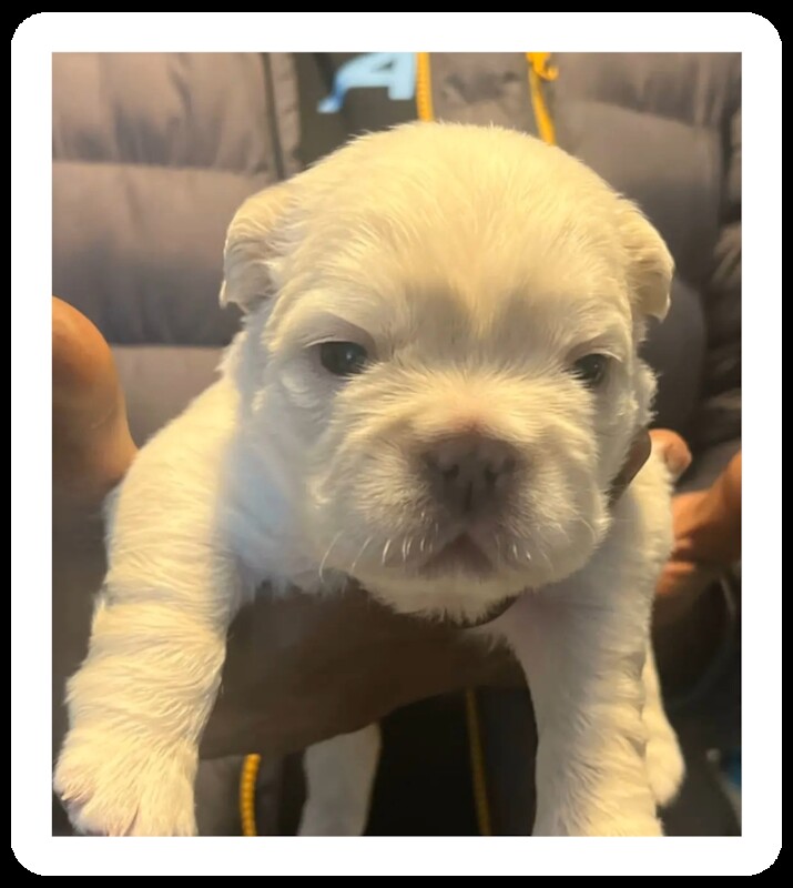 French Bulldog puppies for sale in Birmingham, West Midlands – KC registered, 1 year old - Image 3 of 12