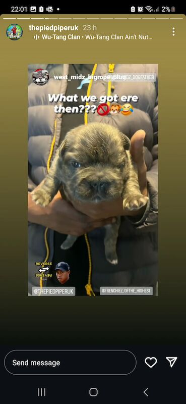 French Bulldog puppies for sale in Birmingham, West Midlands – KC registered, 1 year old - Image 2 of 12