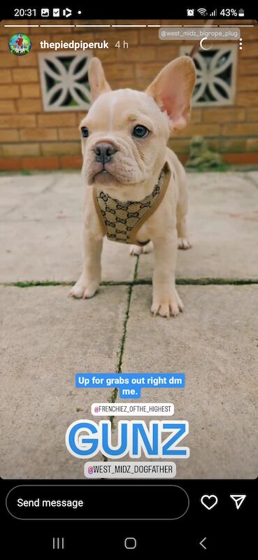 French Bulldog puppies for sale in Birmingham, West Midlands – KC registered, 1 year old - Image 7 of 12