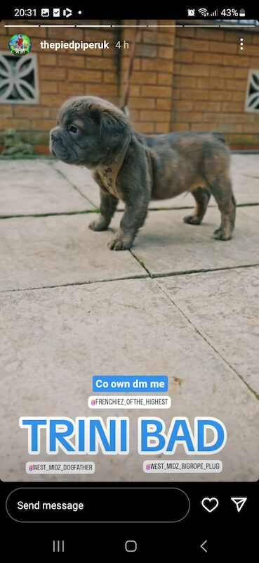French Bulldog puppies for sale in Birmingham, West Midlands – KC registered, 1 year old - Image 8 of 12