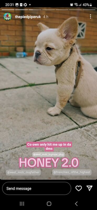 French Bulldog puppies for sale in Birmingham, West Midlands – KC registered, 1 year old - Image 9 of 12