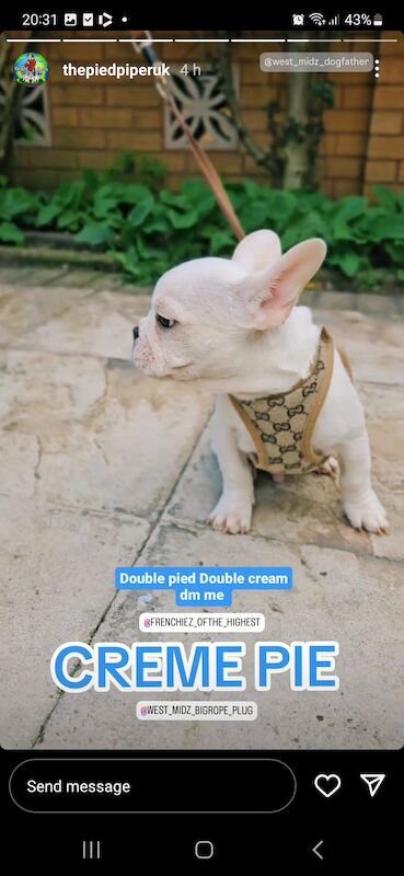French Bulldog puppies for sale in Birmingham, West Midlands – KC registered, 1 year old - Image 12 of 12