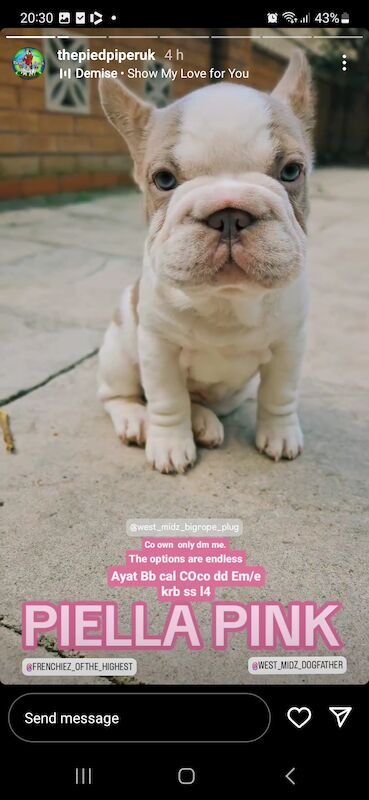 French Bulldog puppies for sale in Birmingham, West Midlands – KC registered, 1 year old - Image 10 of 12