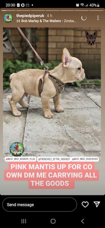 French Bulldog puppies for sale in Birmingham, West Midlands – KC registered, 1 year old - Image 11 of 12