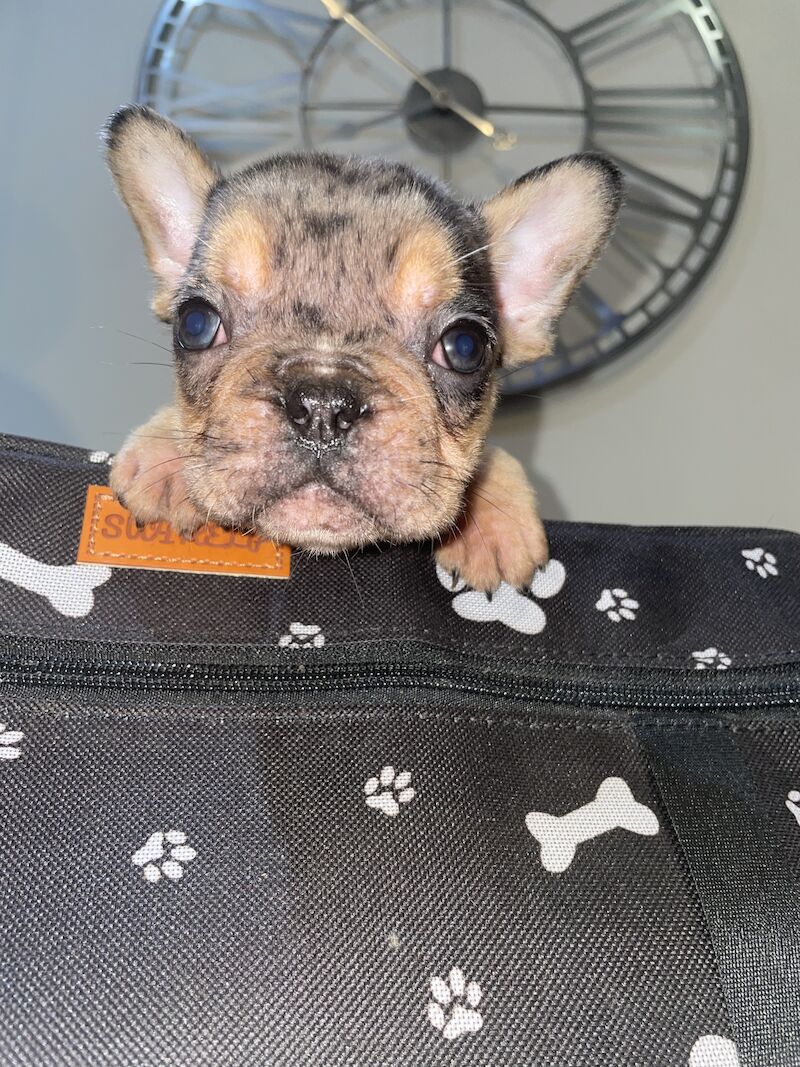 French bulldog puppies for sale in Cardiff | Image 2