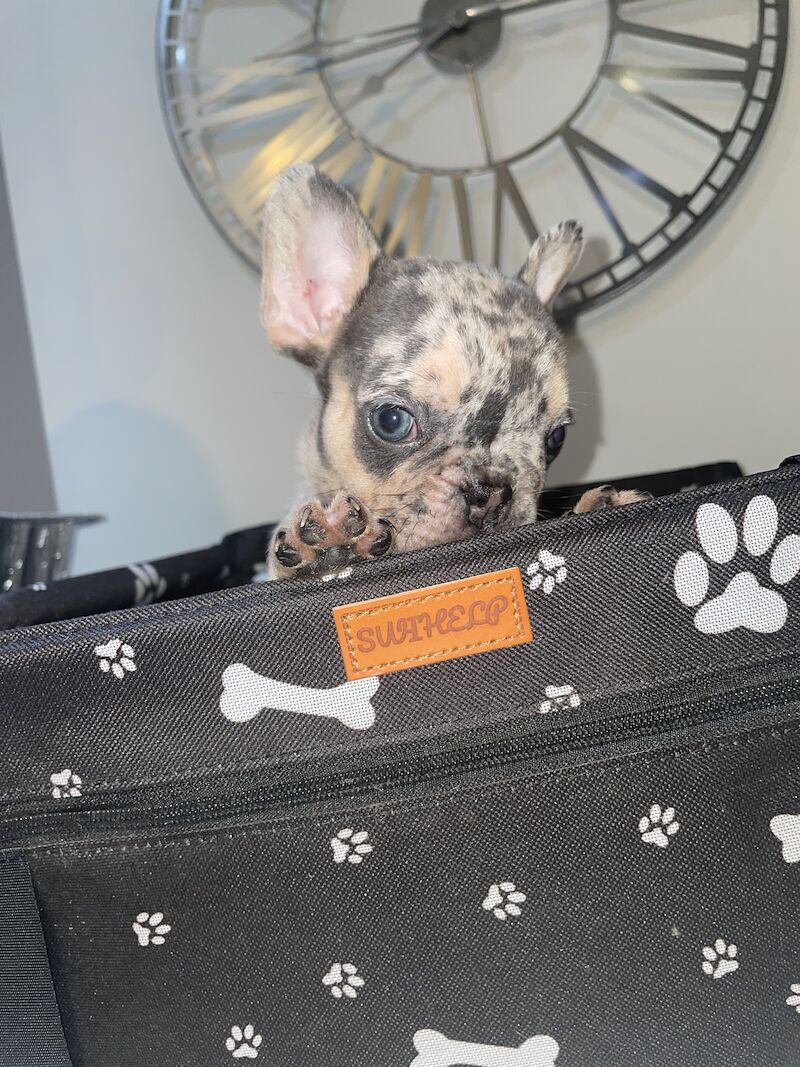 French Bulldog puppies for sale in Cardiff – 1 year old - Image 3 of 9