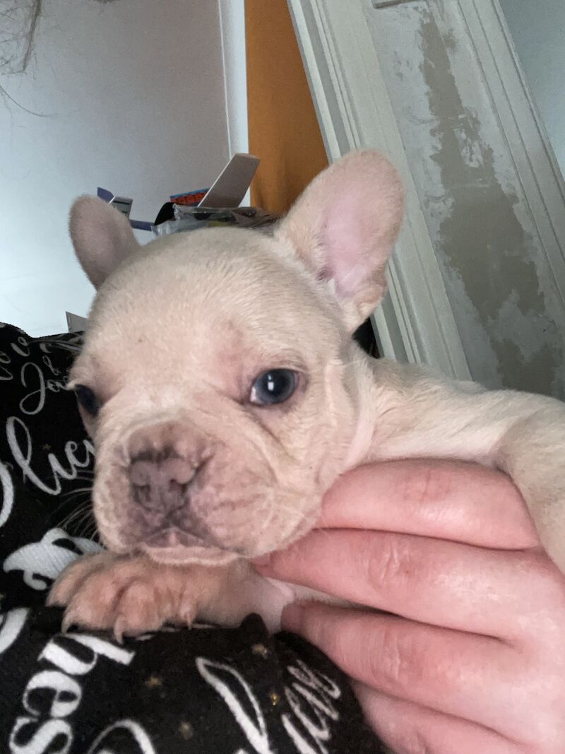 French bulldog puppies for sale in Cardiff | Image 4